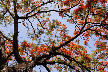 Flamboyant Vermelho IMG_1953