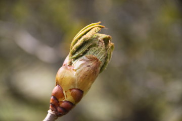 Horse chestnut spring leaves bud blooming