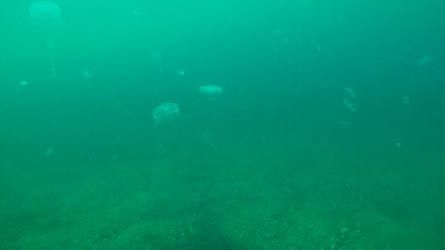 Visualization of a thermocline and galaklin: Jellyfish are usually concentrated near the boundary of water layers with different densities and temperatures.