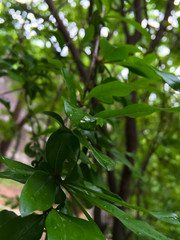 pomegranate branch with small leaves in spring in the garden. pomegranate tree with young leaves