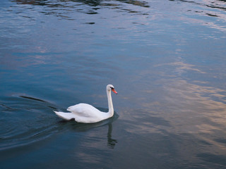 Fototapeta premium Swan in a lake
