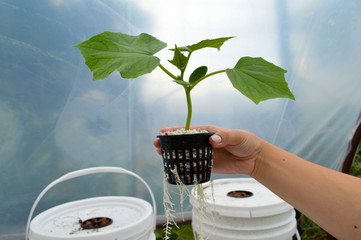 Modern Farming. Cucumber growing on hydroponics system on a bucket. Root growth. - obrazy, fototapety, plakaty