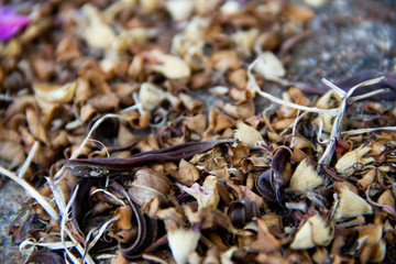 Folhas secas caídas na calçada, outono