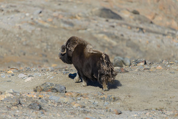 Muskox (Ovibos moschatus) in Greenland tundra