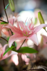Fototapeta premium flowerdesign with pink lilies 