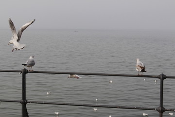 White seagulls perched on the railing in a foggy weather on the coast of Lake Constance (Bodensee) in Bregenz, Vorarlberg, Austria.