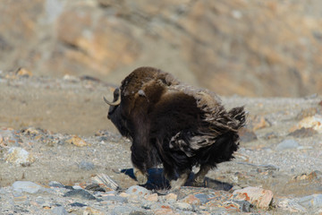 Muskox (Ovibos moschatus) in Greenland tundra