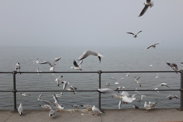 White seagulls perched on the railing in a foggy weather on the coast of Lake Constance (Bodensee) in Bregenz, Vorarlberg, Austria.