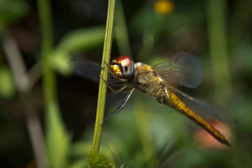 Close-up picture dragonfly resting on the plants