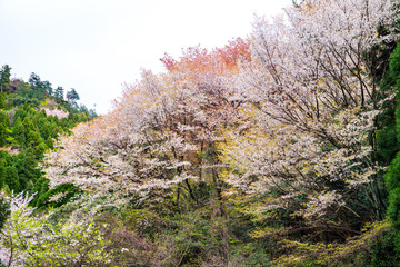 県民の森の山桜