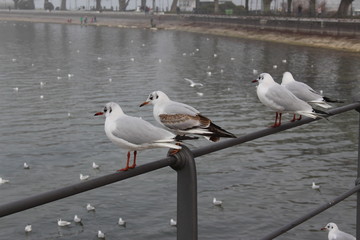 White seagulls perched on the railing in a foggy weather on the coast of Lake Constance (Bodensee) in Bregenz, Vorarlberg, Austria.