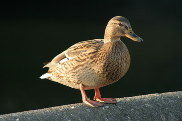 duck