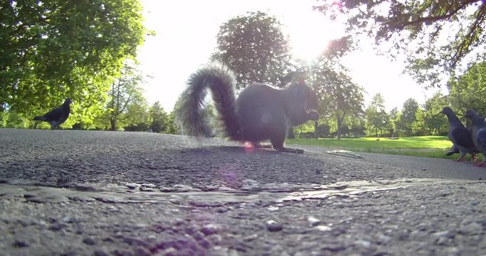 Ecureuil, Regent's Park, Londres