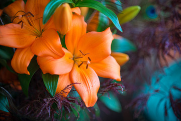 Obraz premium close up of orange lilies