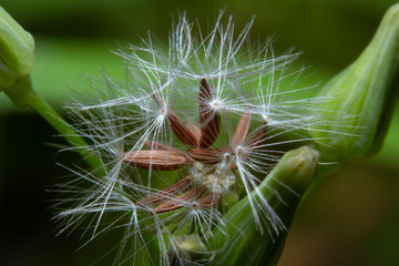Macro shot closeup beautiful dandelion flower seeds