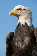 Falconry Photos