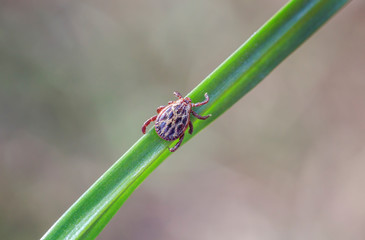  dangerous insect parasite mite crawls on the grass in the spring forest and crouches waiting for a victim to bite