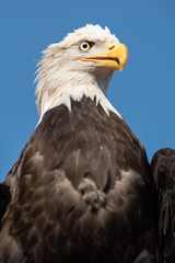 Falconry Photos