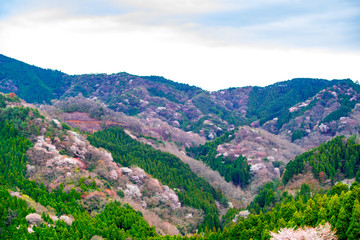 Obraz premium 県民の森の山桜