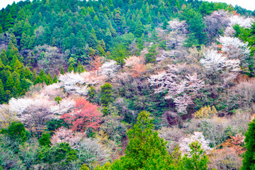 県民の森の山桜