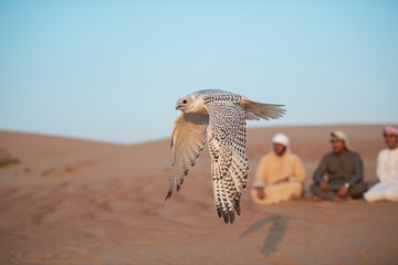 Falconry Photos