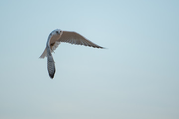 Falconry Photos
