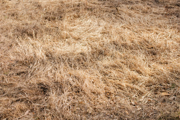 Dry grass field pasture. Early spring meadow landscape