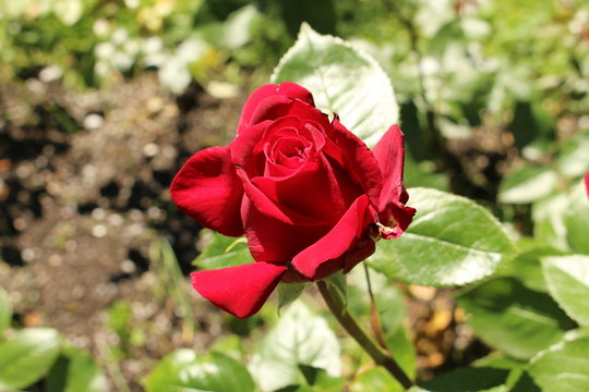 Natural single red rose on the branch