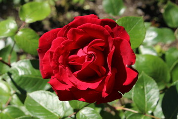 Natural single red rose on the branch