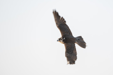 Falconry Photos
