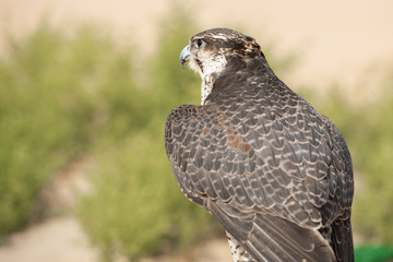 Falconry Photos