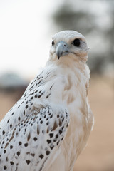 Falconry Photos
