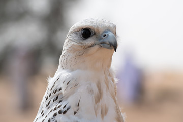 Falconry Photos