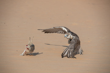 Falconry Photos