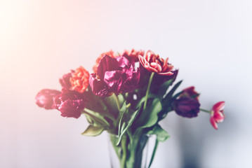 Beautiful Bunch of Peony Style Tulips in the Vase on the white background, spring holiday concept, copy space