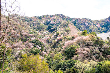Fototapeta na wymiar 大分川ダムの山桜