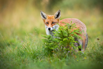 Naklejka na ściany i meble Curious red fox, vulpes vulpes, hiding behind a small spruce tree on glade in summer. Attentive mammal sneaking in green nature with copy space. Animal wildlife scenery with predator hunting.