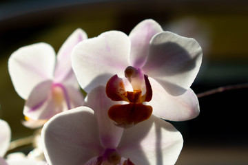Fototapeta na wymiar orchideen