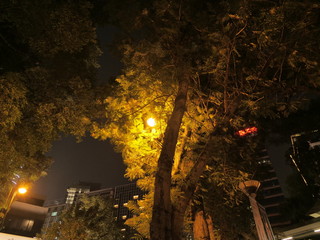 A tree illuminated by the street lights