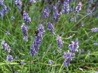 Bees swarming around lavender flowers in Provence fields