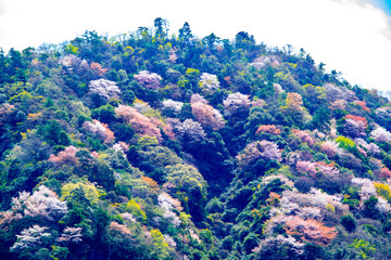 大分川ダムの山桜