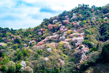 大分川ダムの山桜