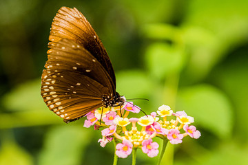 Wandelröschen mit tropischem Schmetterling