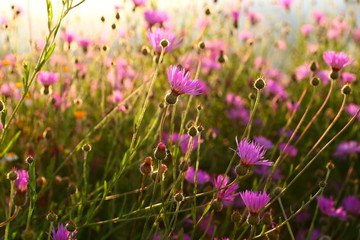 detailed picture of purple flowers standing in a field while the sun goes down