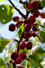 Cherries in the Tree