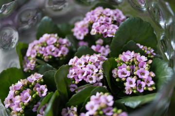 close up of purple kalanchoe plants in a glass vase