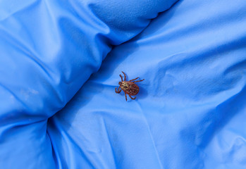 veterinarian's gloved hand holds small dangerous insects mite removed from the animal