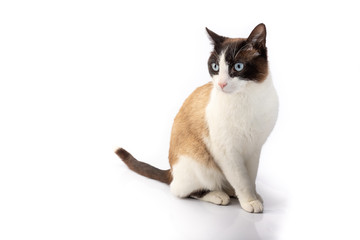 siamese cross cat and ragdoll sitting on white background
