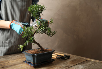 Woman trimming Japanese bonsai plant at wooden table, closeup with space for text. Creating zen...