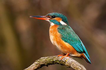 Lovely common kingfisher, alcedo atthis, female sitting on a twig from profile in nature at sunrise. Adorable bird with orange front and turquoise feathers with blurred brown background